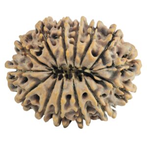 14 Mukhi Rudraksha 34.3mm 7.14gm - Rudraksha back