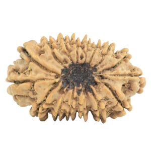 16 Mukhi Rudraksha 28.6mm 2.57gm - Rudraksha back