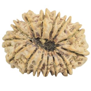 14 Mukhi Rudraksha 31.8mm 5.91gm - Rudraksha back