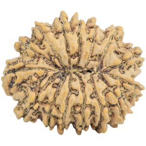 15 Mukhi Rudraksha 32.2mm 6.93gm - Rudraksha back
