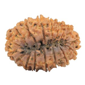 17 Mukhi Rudraksha 33mm 4gm - Rudraksha back