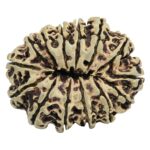 14 Mukhi Rudraksha 34.4mm 4.31gm - Rudraksha back
