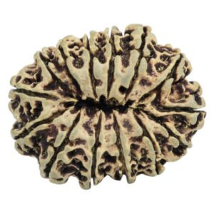14 Mukhi Rudraksha 34.4mm 4.31gm - Rudraksha back