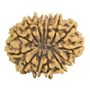 14 Mukhi Rudraksha 28.3mm 4.34gm - Rudraksha back