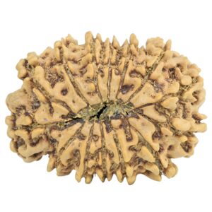 14 Mukhi Rudraksha 28.2mm 4gm - Rudraksha back