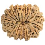 16 Mukhi Rudraksha 33mm 7.6gm - Rudraksha back
