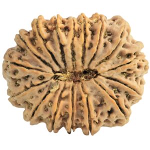 16 Mukhi Rudraksha 33mm 7.6gm - Rudraksha back
