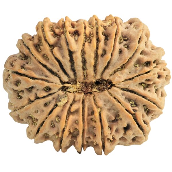 16 Mukhi Rudraksha 33mm 7.6gm - Rudraksha back