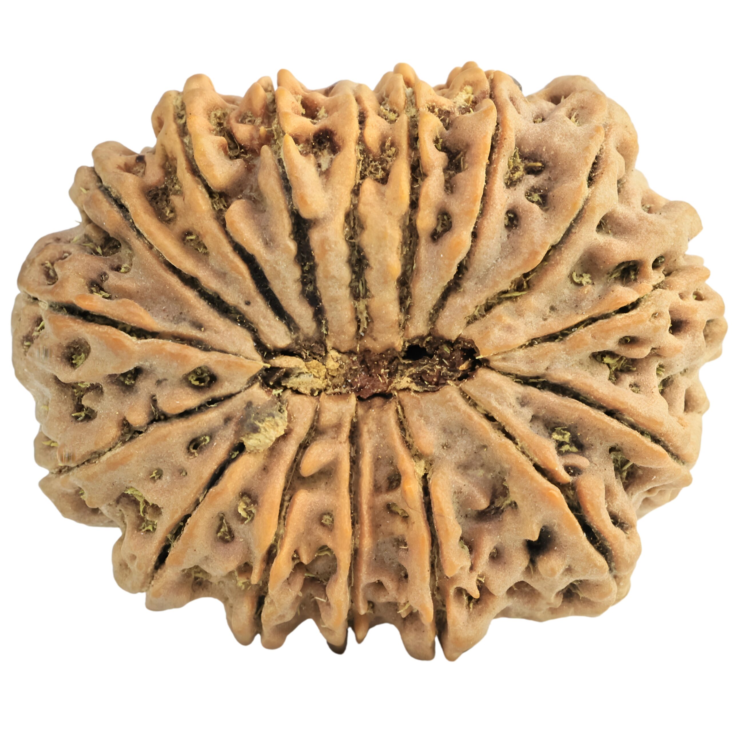 16 Mukhi Rudraksha 33mm 7.6gm - Rudraksha back