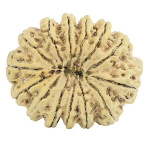 14 Mukhi Rudraksha 35.1mm 7.56gm - Rudraksha back