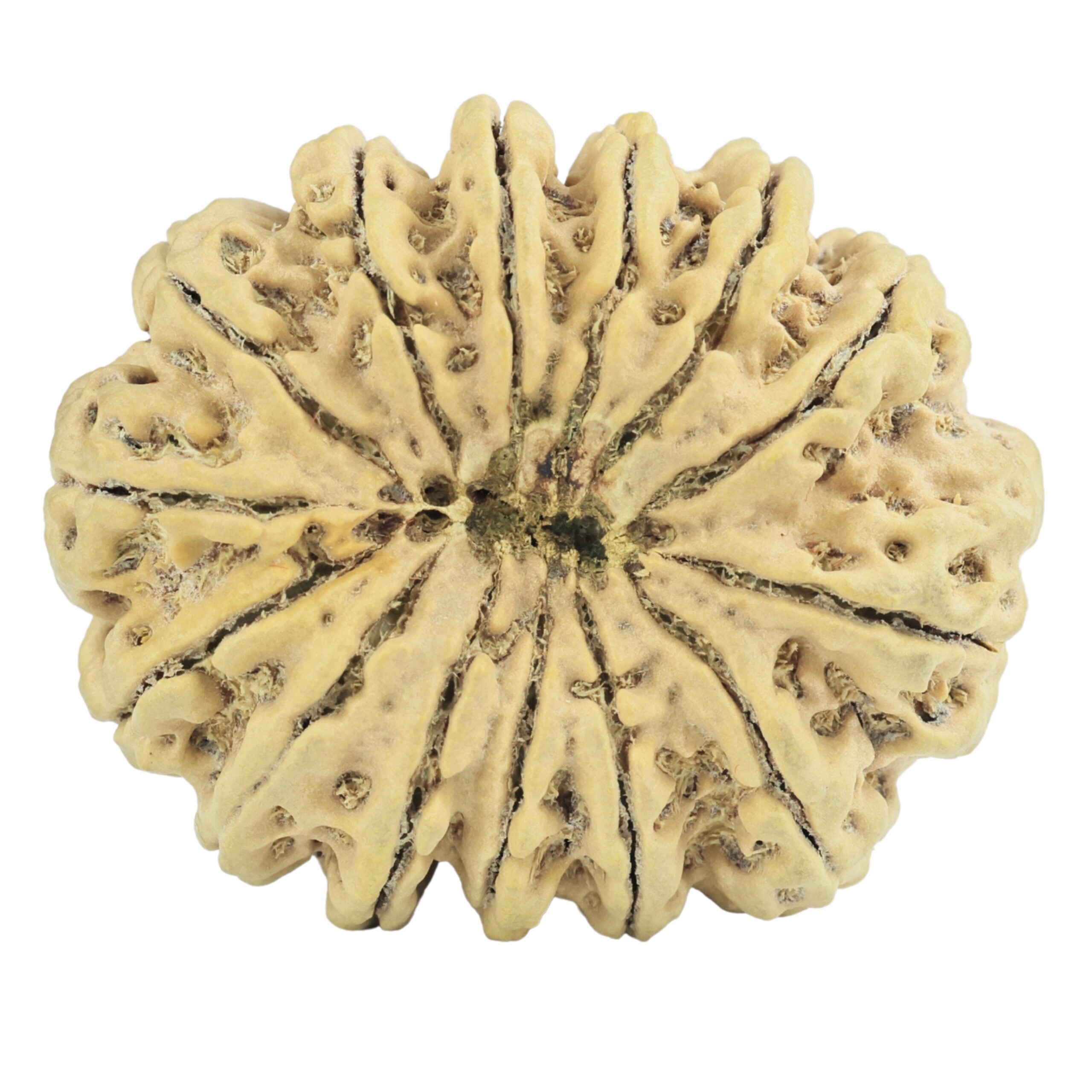 14 Mukhi Rudraksha 35.1mm 7.56gm - Rudraksha back