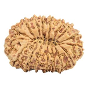 17 Mukhi Rudraksha 37.2mm 9.75gm - Rudraksha back
