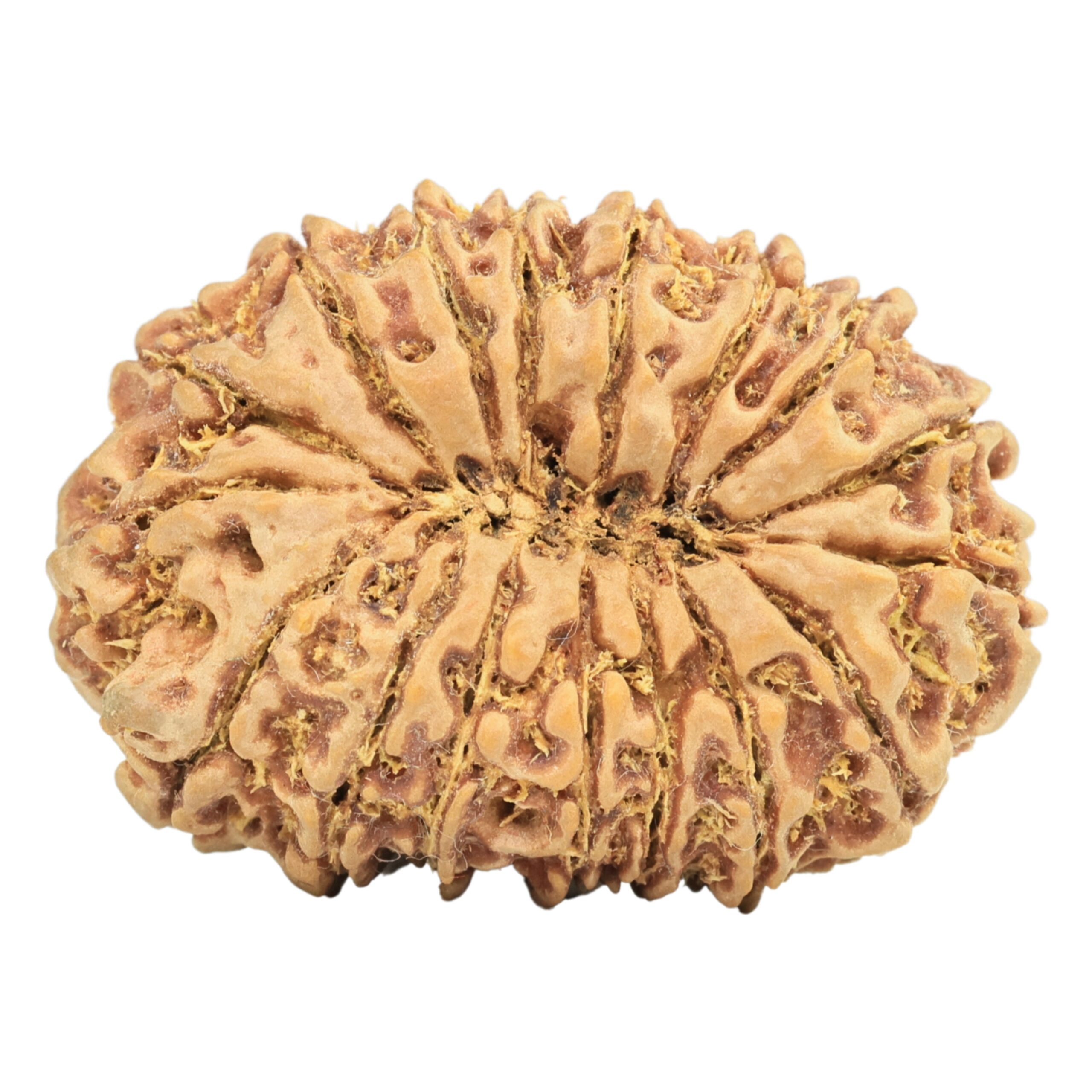 17 Mukhi Rudraksha 37.2mm 9.75gm - Rudraksha back