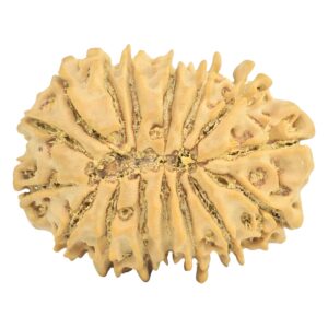 16 Mukhi Rudraksha 27.6mm 4.46gm - Rudraksha back