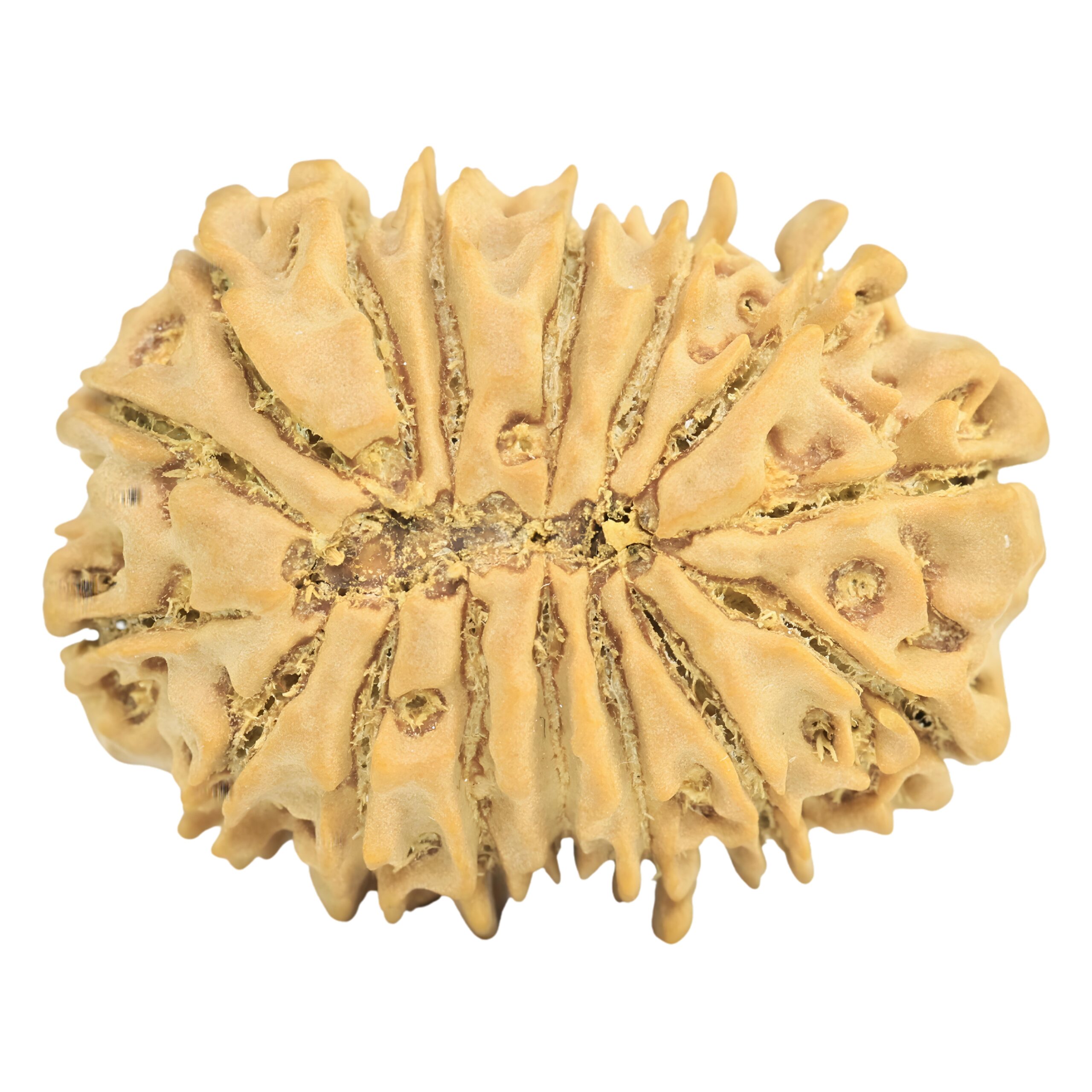 16 Mukhi Rudraksha 27.6mm 4.46gm - Rudraksha back