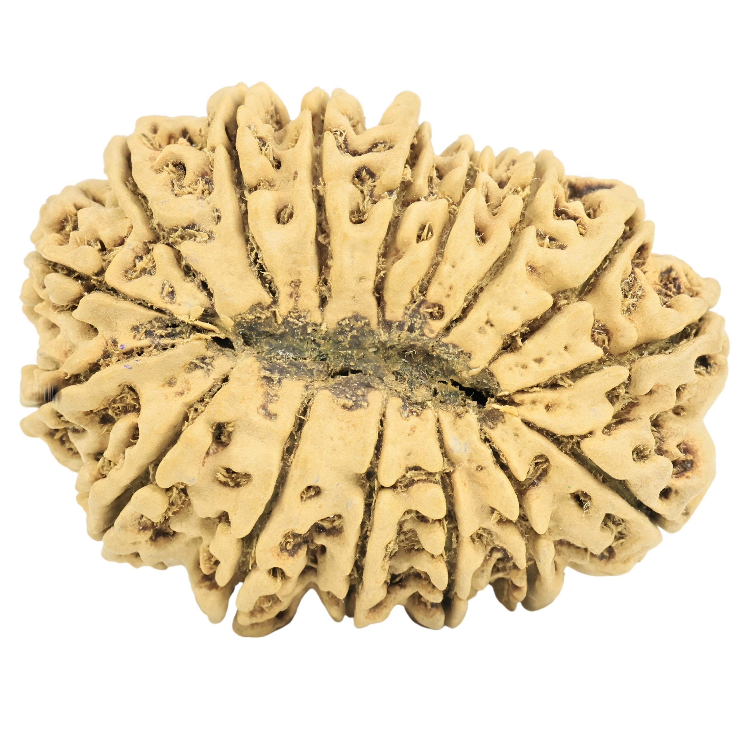 16 Mukhi Rudraksha 35mm 5.75gm - Rudraksha back