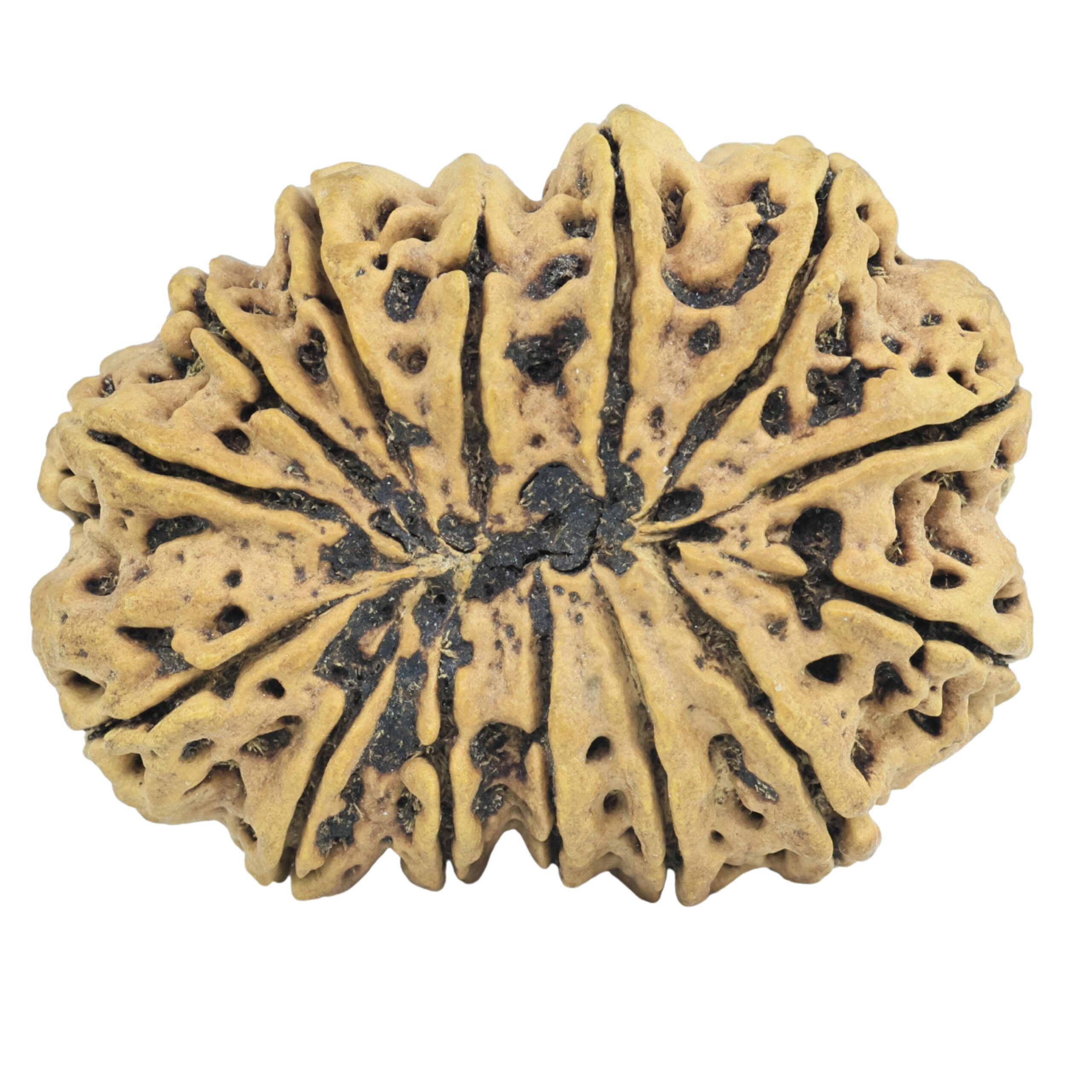 14 Mukhi Rudraksha 36.8mm 7.2gm - Rudraksha back