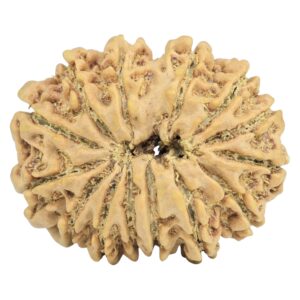 14 Mukhi Rudraksha 28.2mm 4.59gm - Rudraksha back