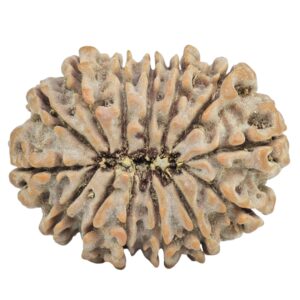 14 Mukhi Rudraksha 26.3mm 4.07gm - Rudraksha back