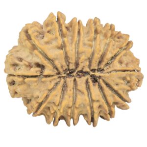 14 Mukhi Rudraksha 32.9mm 6.49gm - Rudraksha back