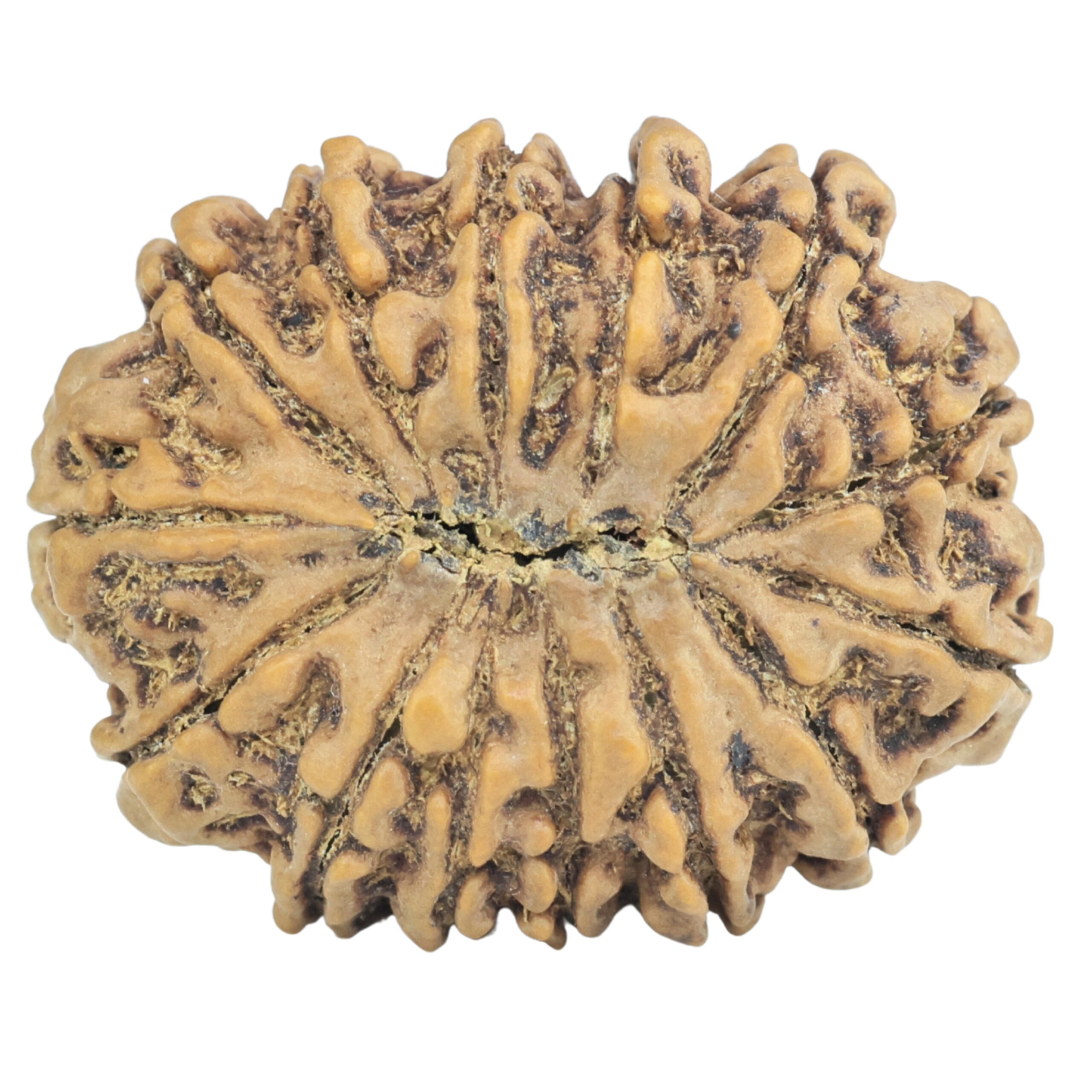 14 Mukhi Rudraksha 29mm 5.31gm - Rudraksha back