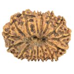 15 Mukhi Rudraksha 31mm 5.19gm - Rudraksha back