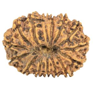 15 Mukhi Rudraksha 31mm 5.19gm - Rudraksha back