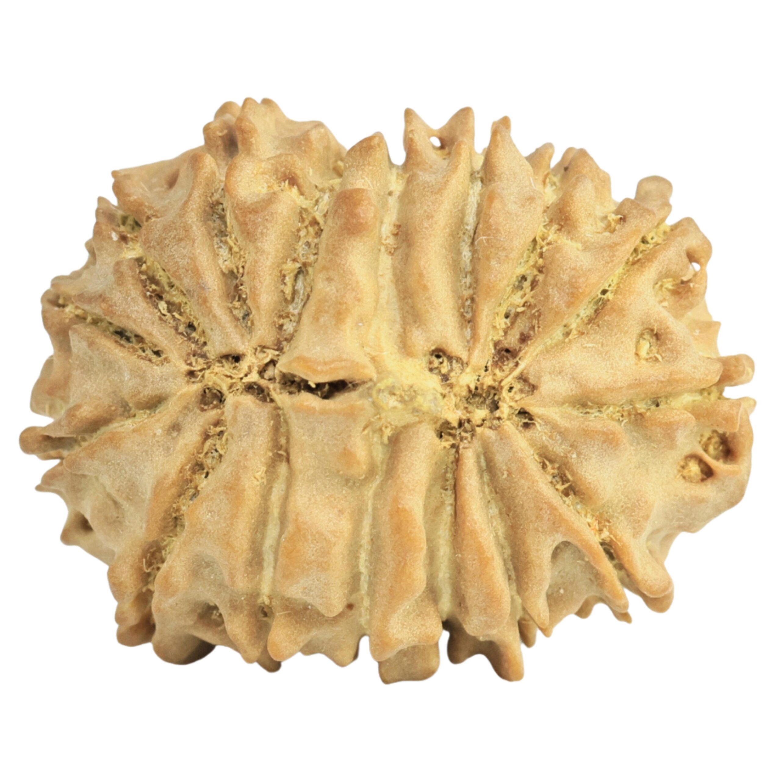 16 Mukhi Rudraksha 19.5mm 1.59gm - Rudraksha back