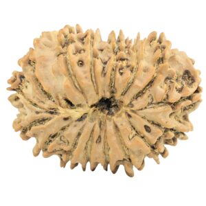 16 Mukhi Rudraksha 32.7mm 5.9gm - Rudraksha back