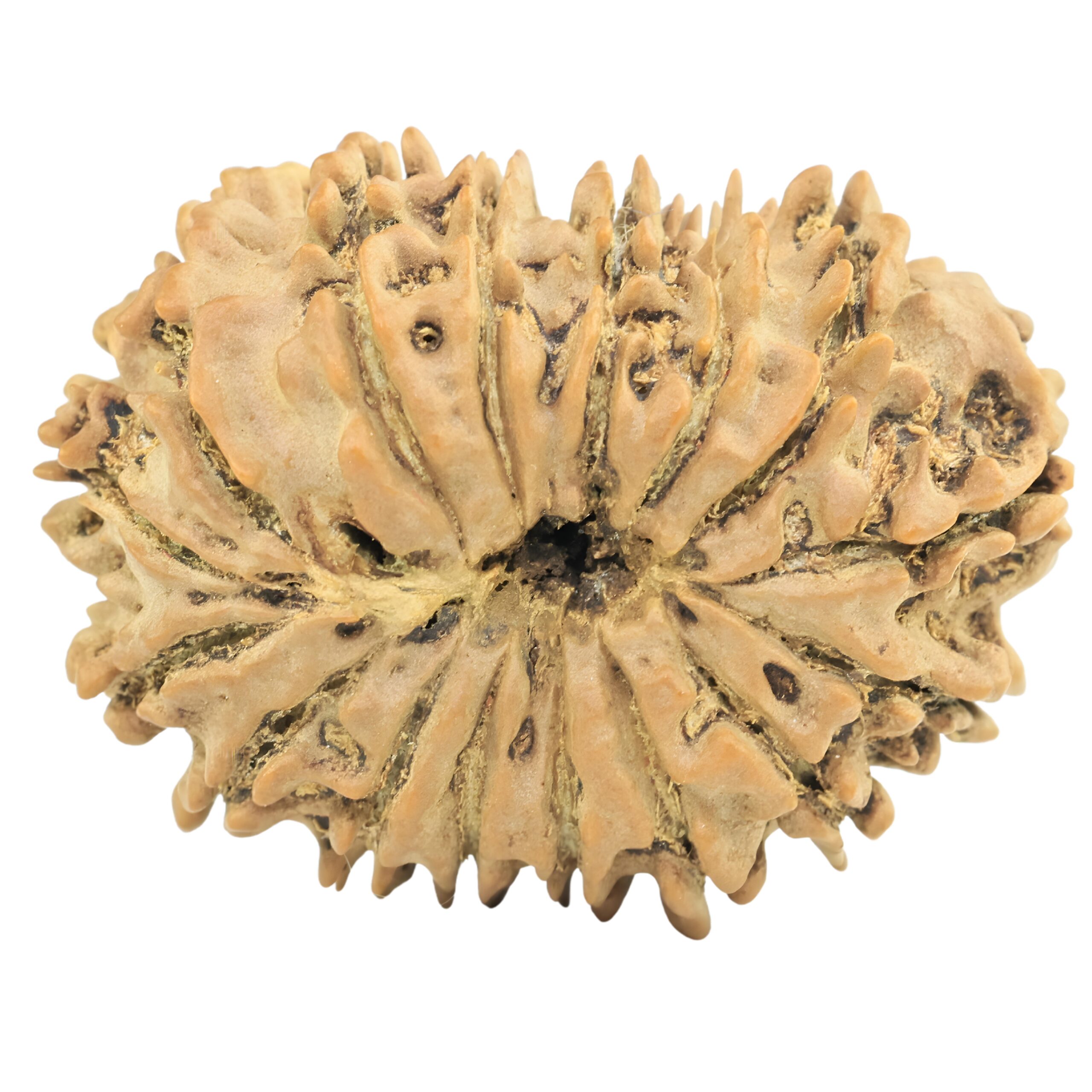 16 Mukhi Rudraksha 32.7mm 5.9gm - Rudraksha back