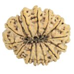 14 Mukhi Rudraksha 33.1mm 6.84gm - Rudraksha back
