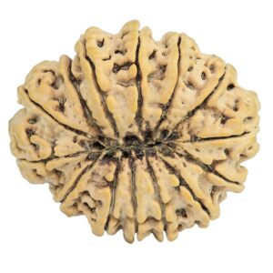 14 Mukhi Rudraksha 33.1mm 6.84gm - Rudraksha back