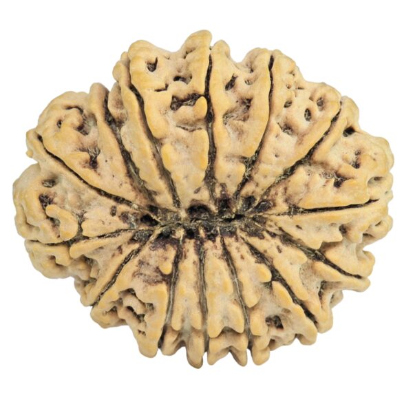 14 Mukhi Rudraksha 33.1mm 6.84gm - Rudraksha back