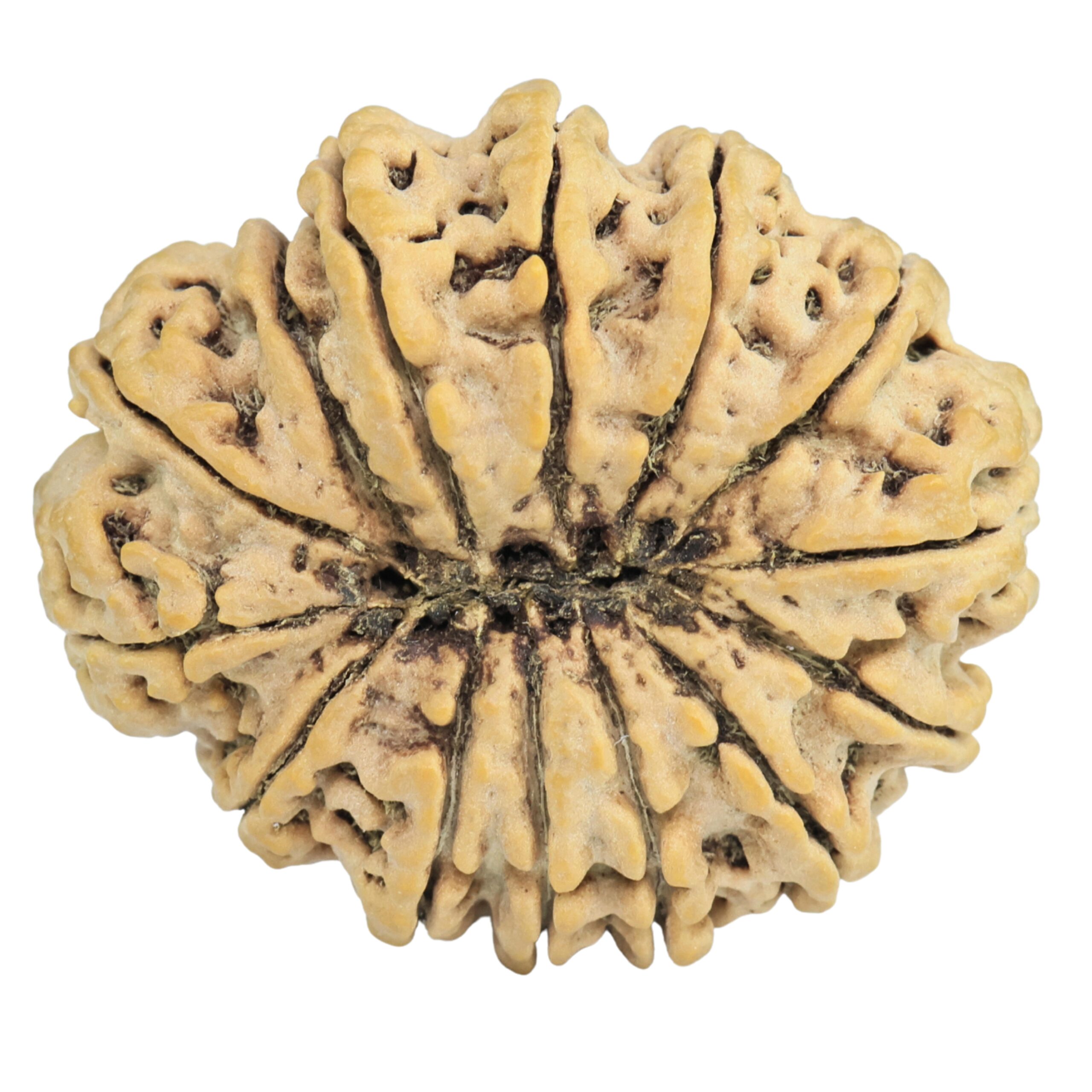 14 Mukhi Rudraksha 33.1mm 6.84gm - Rudraksha back