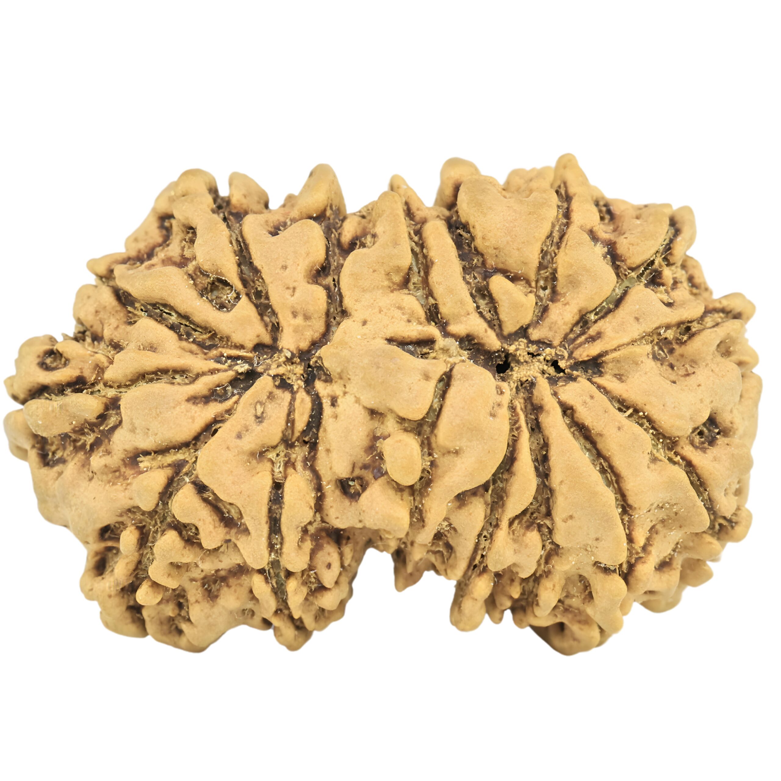 16 Mukhi Gaurishankar 31.4mm 4.45gm - Rudraksha back