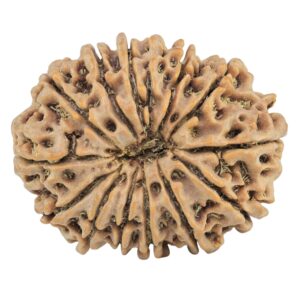 14 Mukhi Rudraksha 29.1mm 5.67gm - Rudraksha back