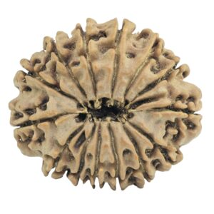 14 Mukhi Rudraksha 27.2mm 4.67gm - Rudraksha back