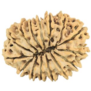 15 Mukhi Rudraksha 32.2mm 5.42gm - Rudraksha back