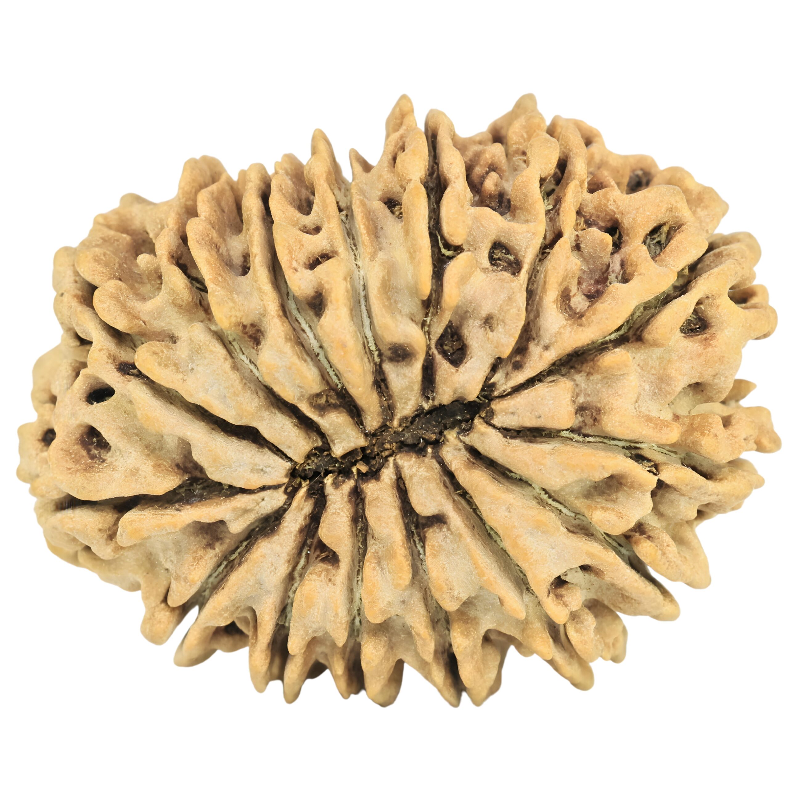 15 Mukhi Rudraksha 32.2mm 5.42gm - Rudraksha back