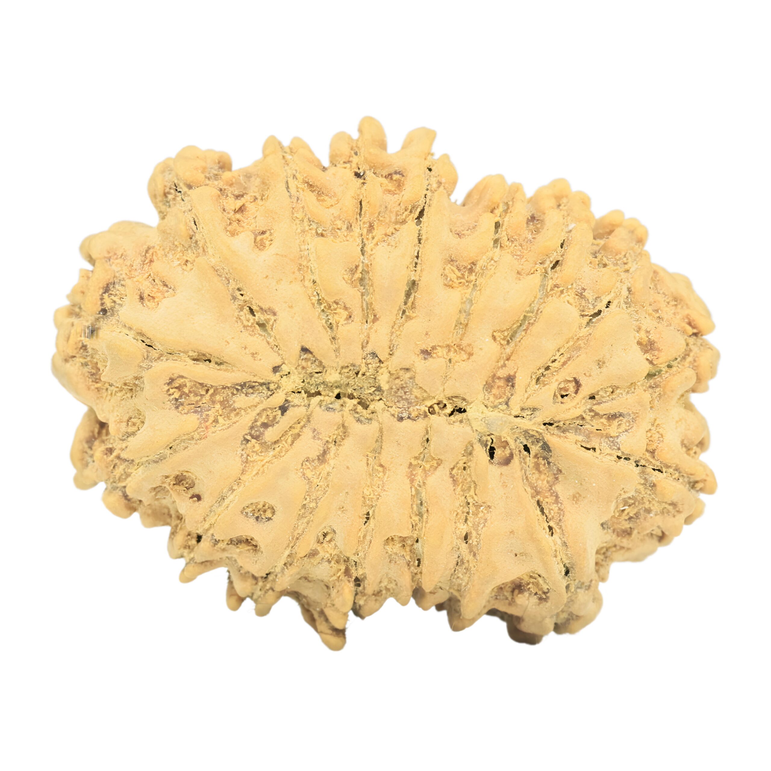 17 Mukhi Rudraksha 32.4mm 5.48gm - Rudraksha back