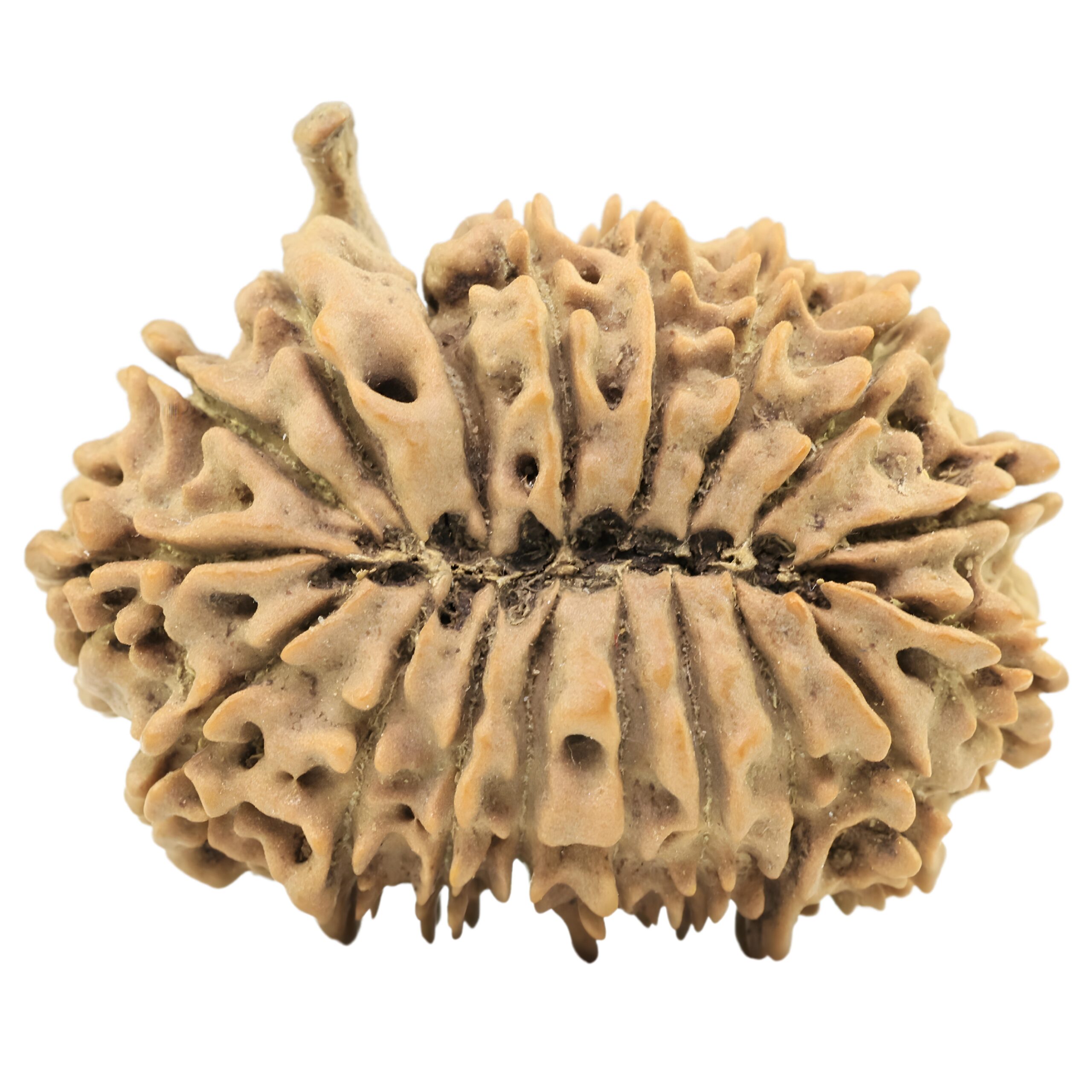 18 Mukhi Ganesh 32.3mm 5.11gm - Origin: Nepal - Rudraksha back