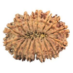 17 Mukhi Rudraksha 34.2mm 6.13gm - Rudraksha back
