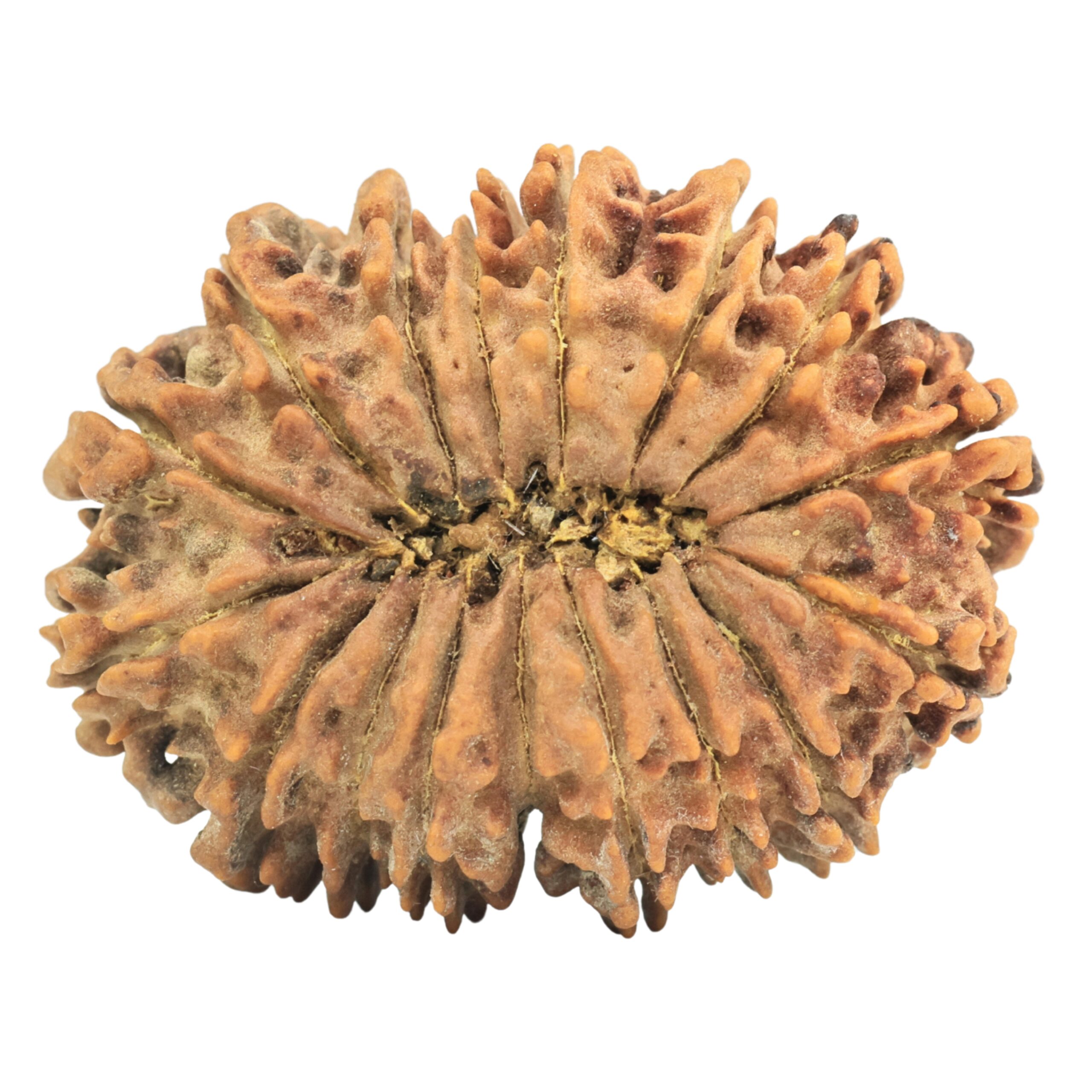 17 Mukhi Rudraksha 34.2mm 6.13gm - Rudraksha back