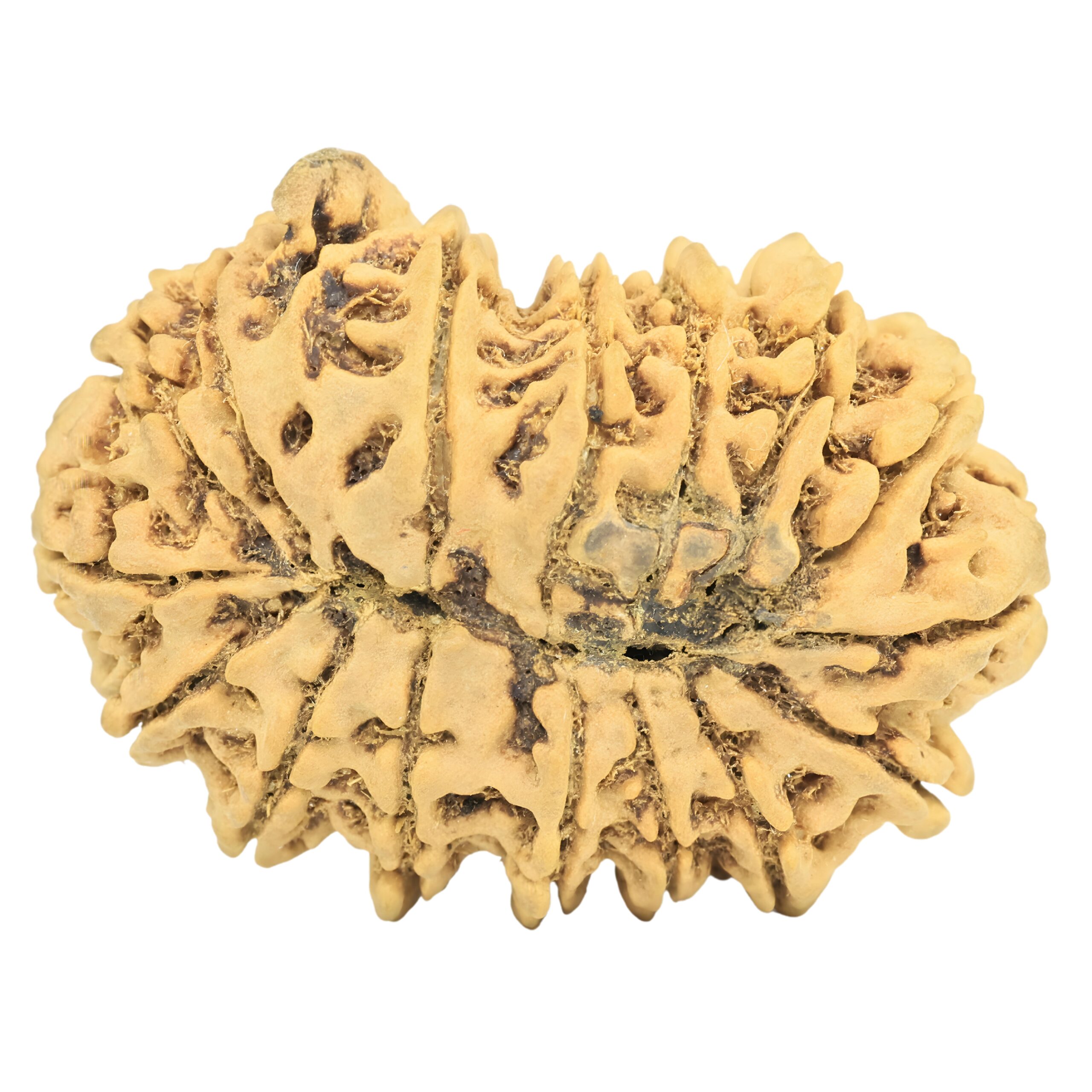 16 Mukhi Ganesh 37.7mm 7.33gm - Rudraksha back