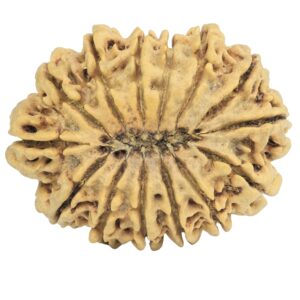 14 Mukhi Rudraksha 33.8mm 6.67gm - Rudraksha back