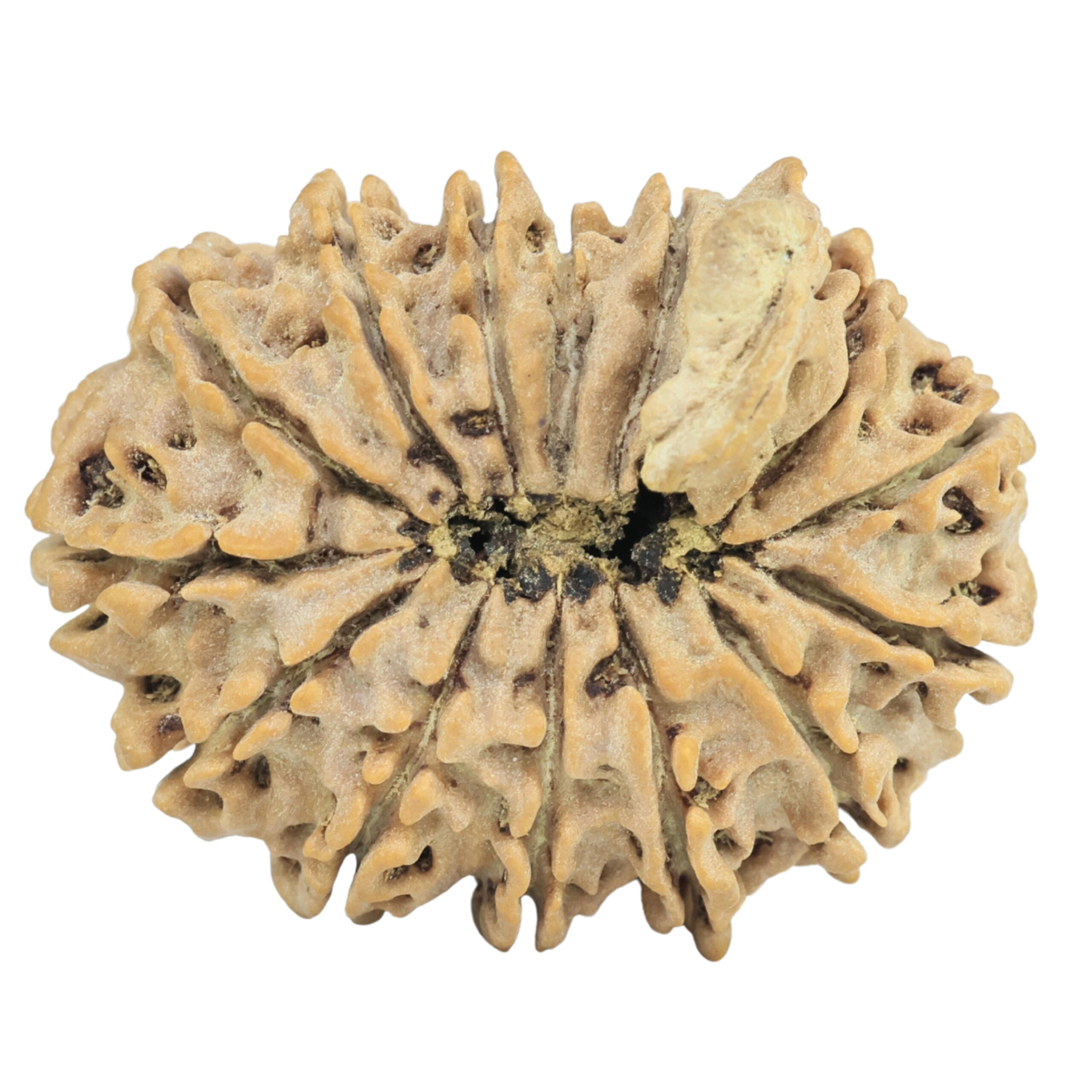 14 Mukhi Ganesh 31mm 5.3gm - Rudraksha back