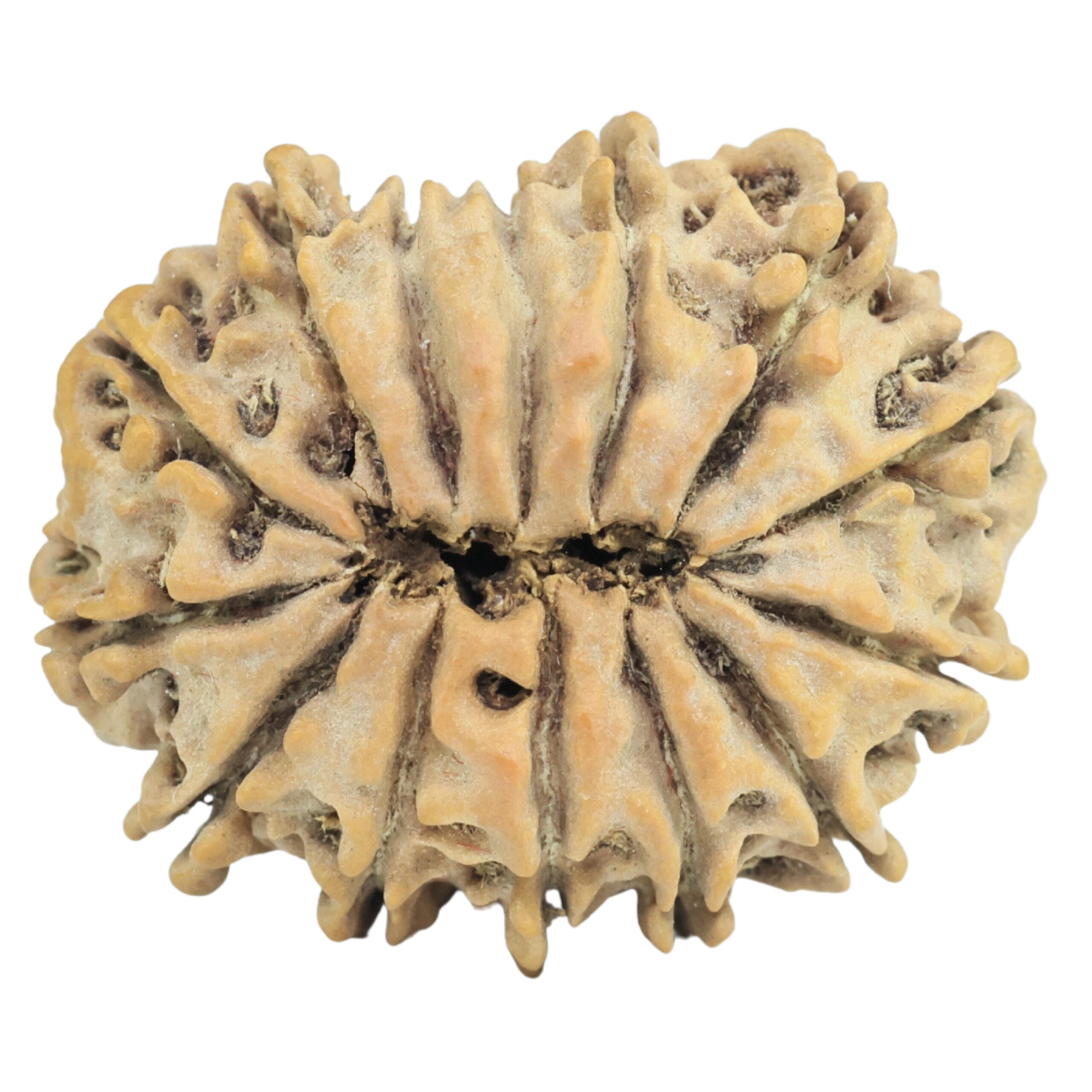 14 Mukhi Rudraksha 27.1mm 4gm - Rudraksha back