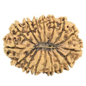 16 Mukhi Rudraksha 28.6mm 3.61gm - Rudraksha back
