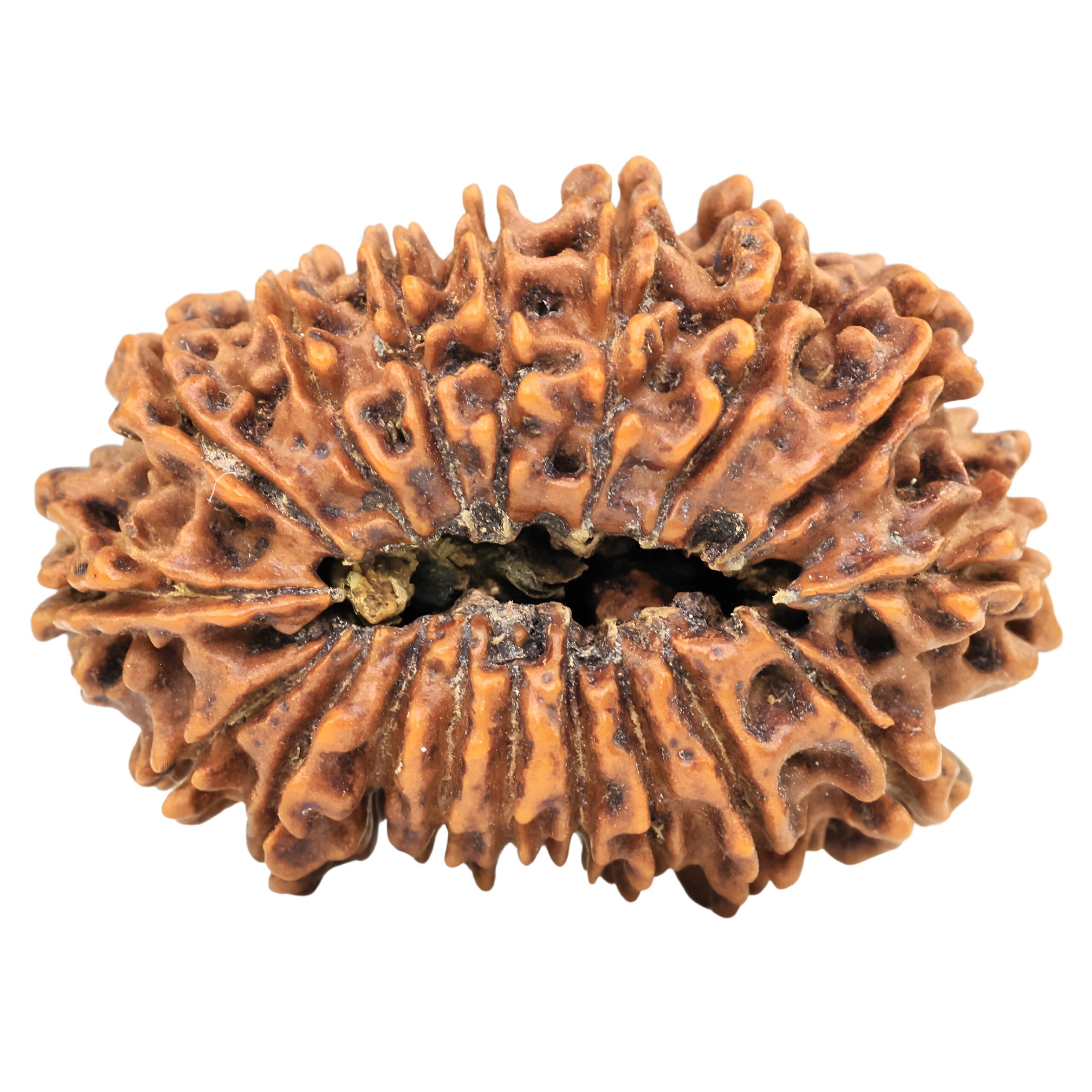 18 Mukhi Rudraksha 32mm 4.31gm - Rudraksha back