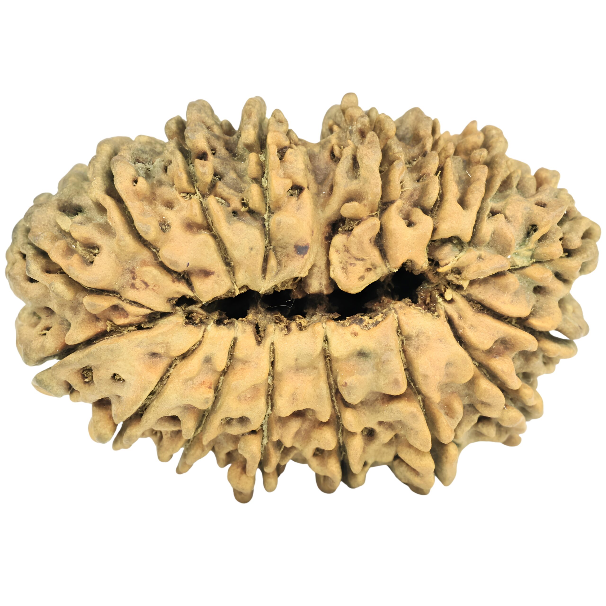16 Mukhi Rudraksha 40.2mm 3.8gm - Rudraksha back